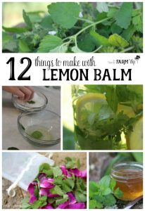 what to do with lemon balm