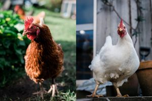 what’s the difference between a hen and a chicken