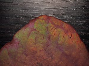 is iridescent meat safe to eat