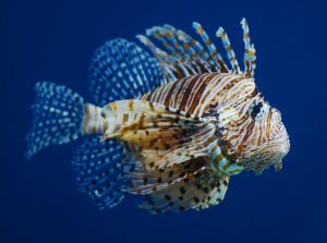 can you eat lionfish