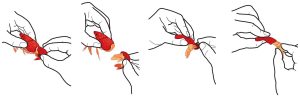 how to eat a boiled crawfish
