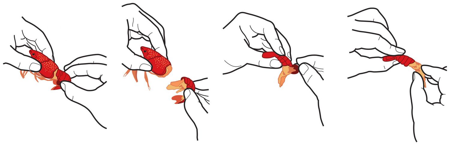 how to eat a boiled crawfish