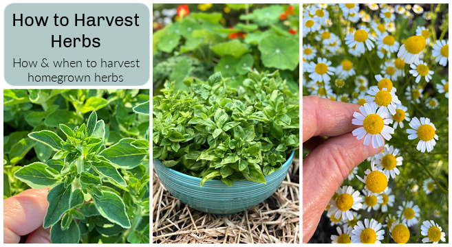 when to harvest herbs