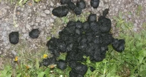 what do armadillo droppings look like
