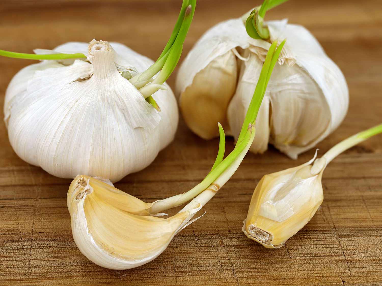 is sprouted garlic safe to eat