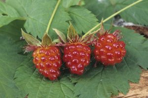are salmon berries edible