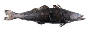 what is chilean sea bass