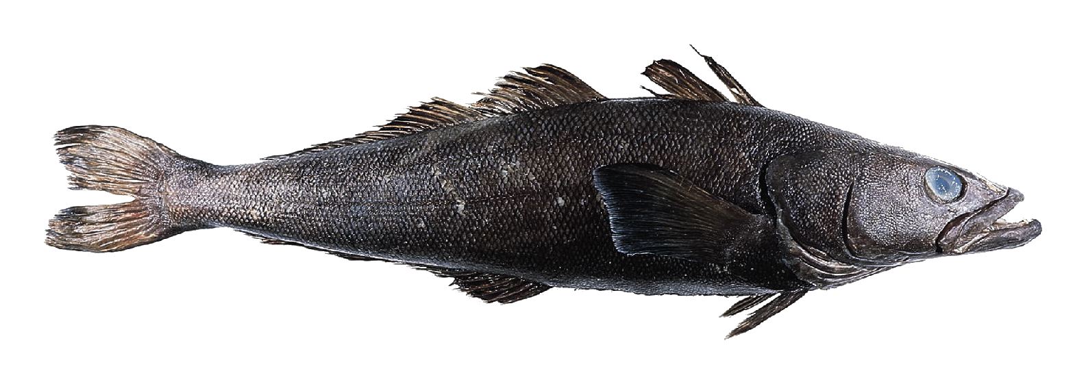 what is chilean sea bass