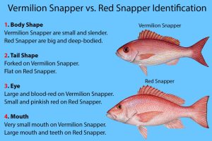 which tastes better red sea bream or red snapper