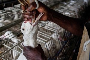is foie gras illegal