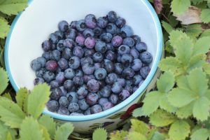 why are my blueberries sour
