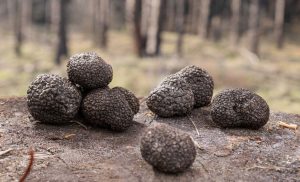 what is a black truffle