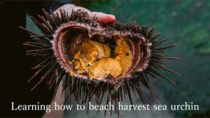 how to harvest own uni from ocean philippines