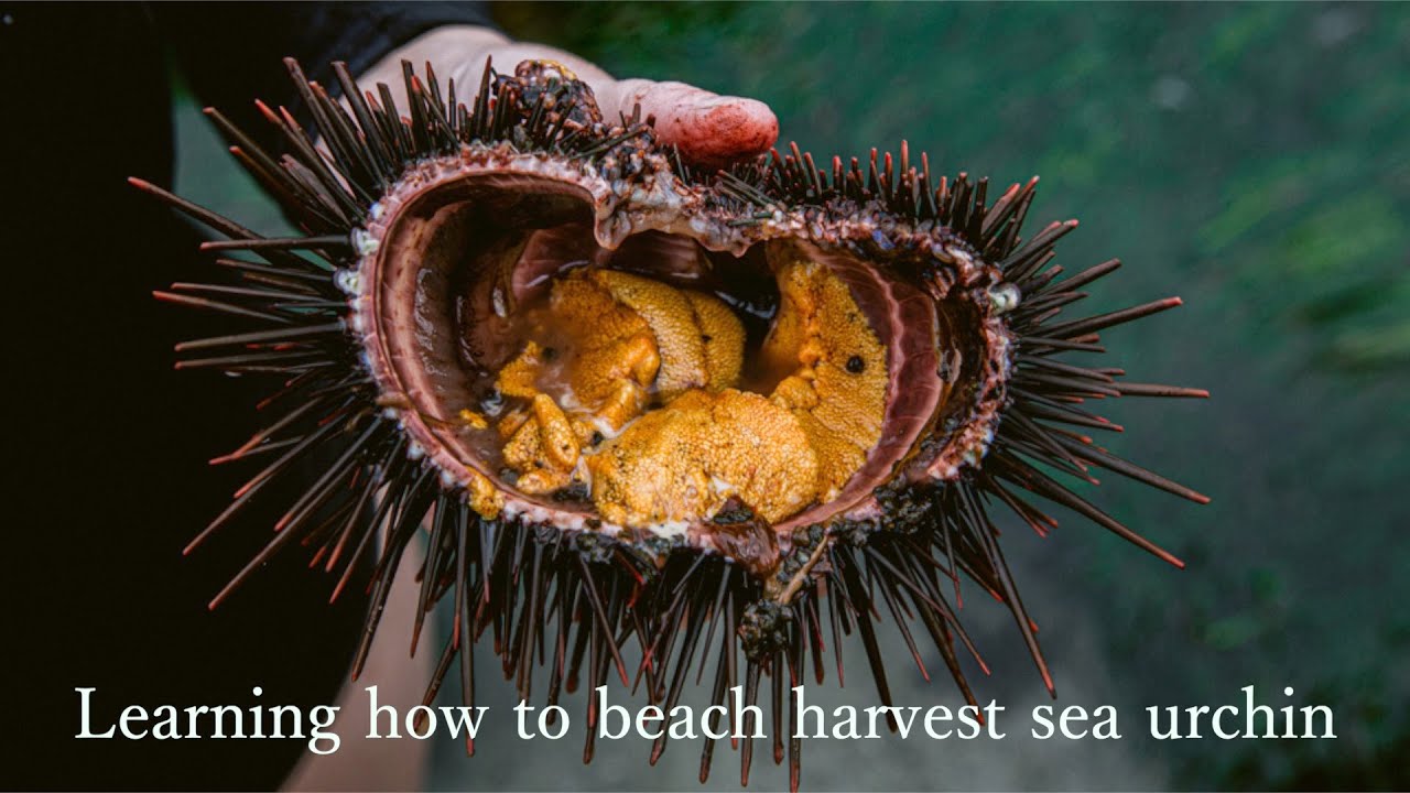 how to harvest own uni from ocean philippines