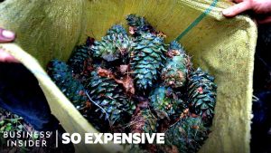 why are pine nuts so expensive