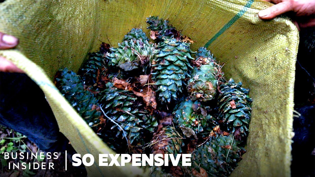 why are pine nuts so expensive