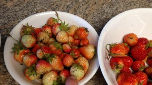 how to ripen strawberries