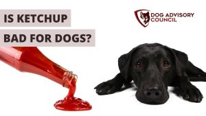 is ketchup bad for dogs