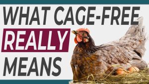 what does cage free eggs mean