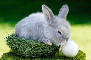 does a bunny lay eggs