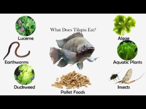 what do tilapia eat