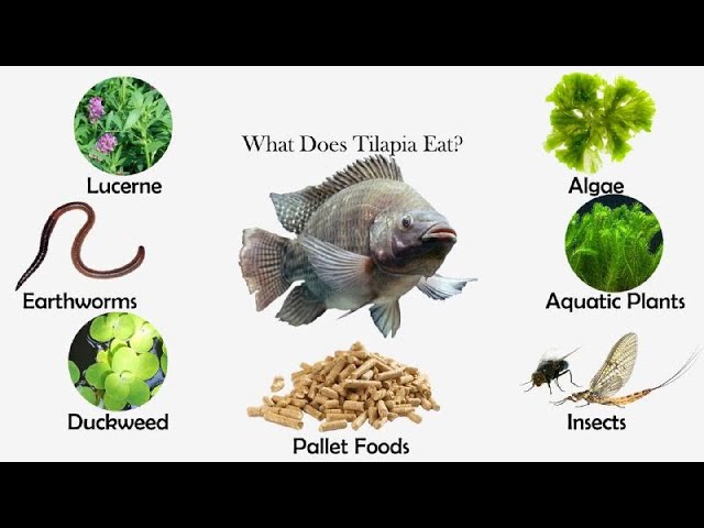 what do tilapia eat