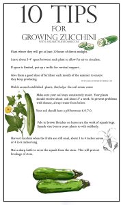 how to grow zucchini