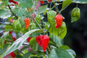 how hot is the bhut jolokia pepper