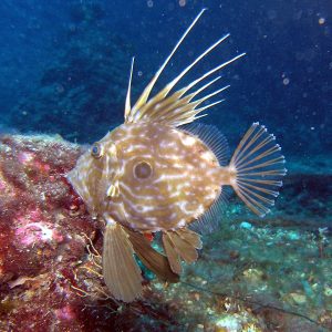 what is john dory