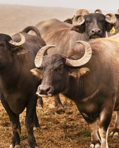 what is buffalo mozzarella