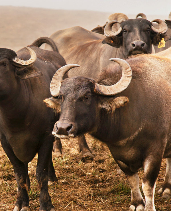 what is buffalo mozzarella