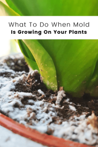 how to get rid of white fungus in soil