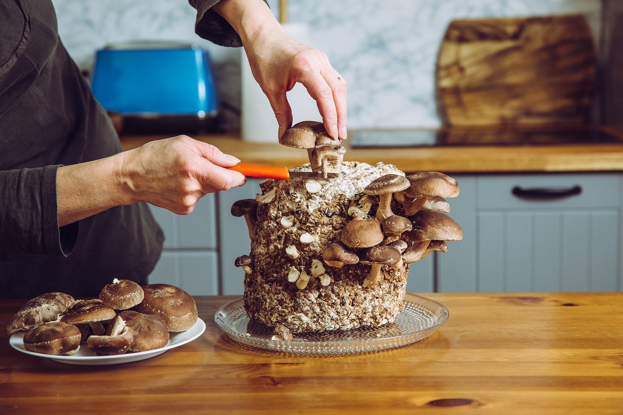 how to grow mushrooms
