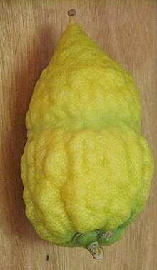 what is a hebrew fruit that looks like a lemon
