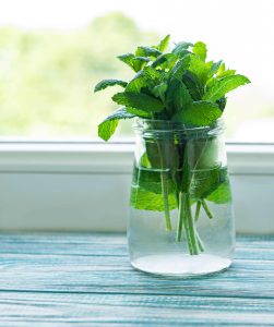 how to store mint