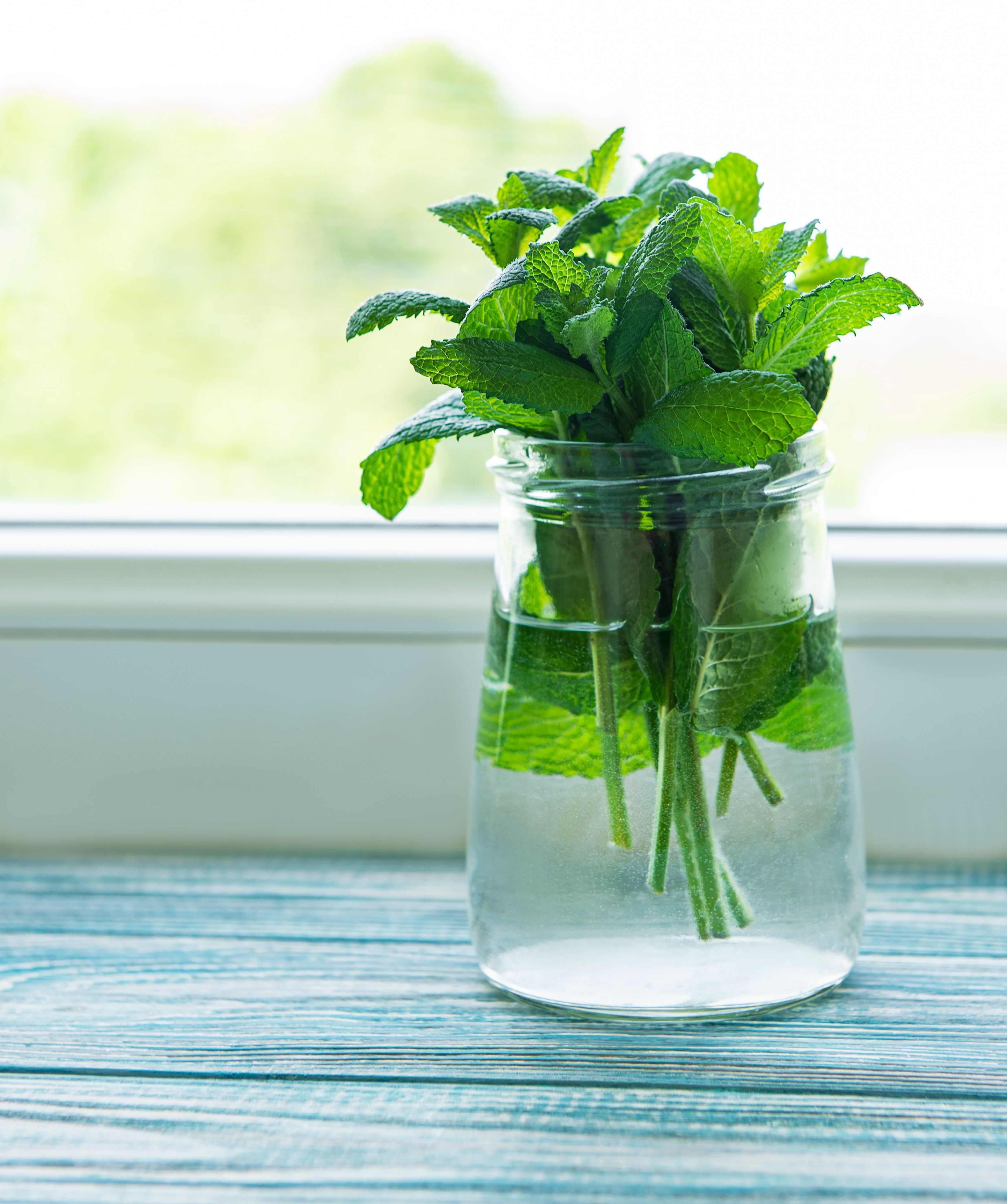 how to store mint