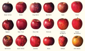 how many species of apples are there