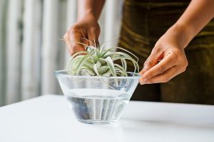 how to care for air plants