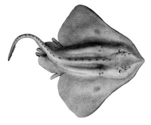 what is a skate fish