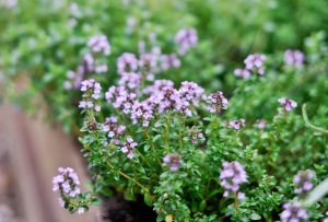 is thyme a perennial