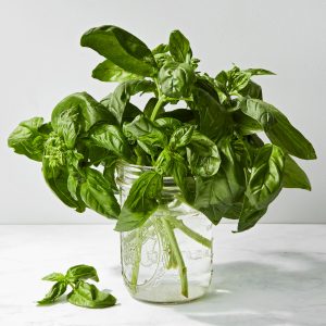 how to store fresh basil