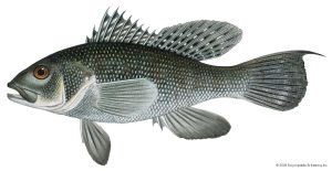 what is sea bass