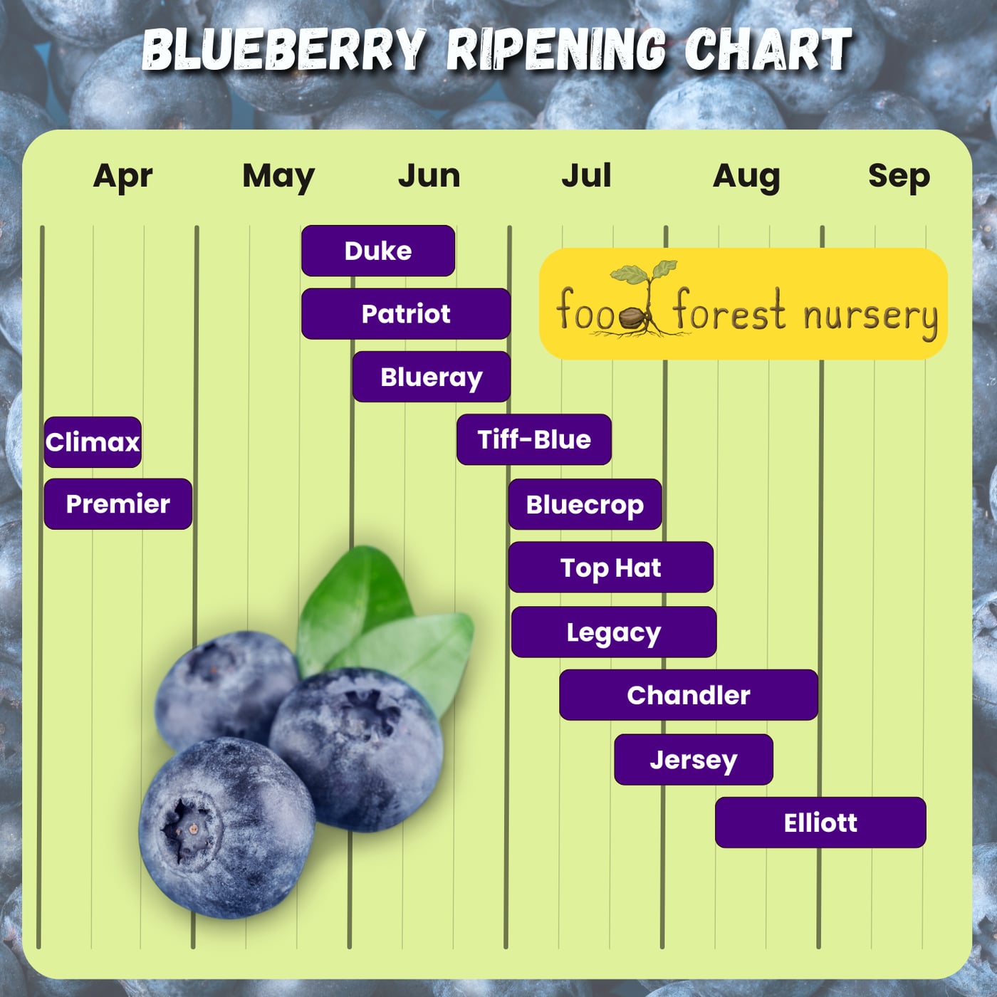 how long are blueberries good for