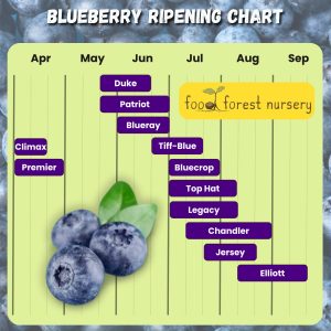 when are blueberries in season