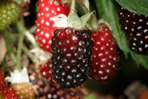 what is a boysenberry