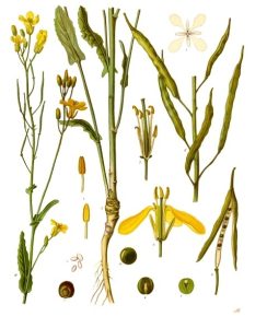 why is it called rapeseed