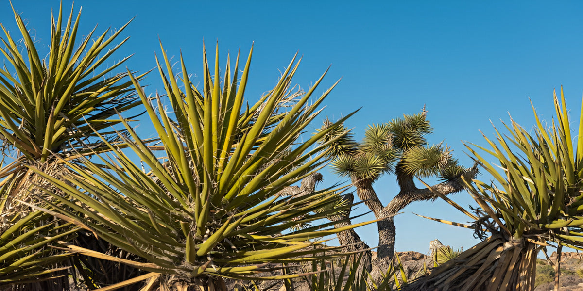 is yaccas the same as yucca