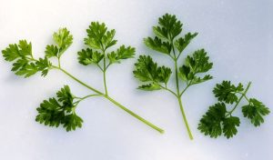 what is chervil herb