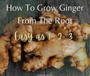 how to grow ginger root