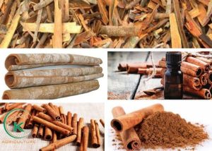 how is cinnamon made